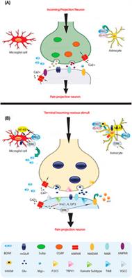 Deciphering pain: molecular mechanisms and neurochemical pathways–challenges and future opportunities